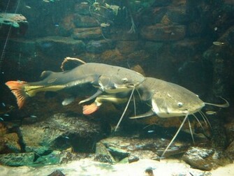 Catfish Wallpaper Image Pictures Becuo