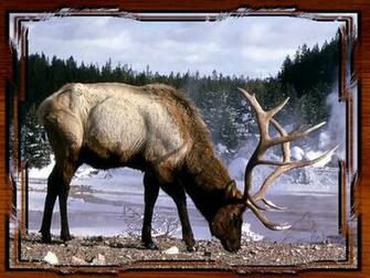Yellowstone National Park Elk Pictures Wallpaper