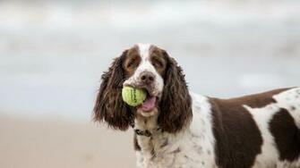Cocker Spaniel Wallpaper HD