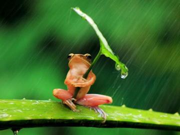 Funny Pictures Of Nature Wallpaper Teahub Io