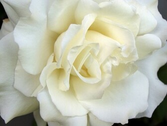 Flowers Image White Roses Wallpaper Photos