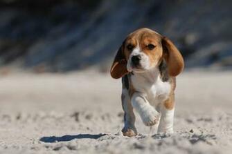 Beagle Dog Desktop Wallpaper