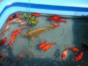 Koi Pond Wallpaper