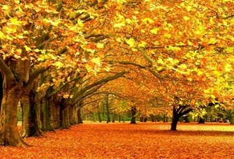 Wallpaper Tree Leaf Park Oak Desktop Nature Goodwp