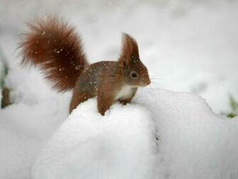 Beautiful Wallpaper Squirrels