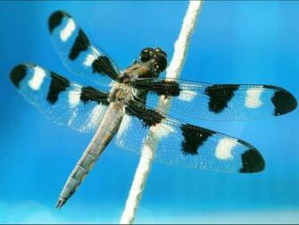 My S Dragonfly Screensavers