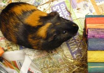 All New Pix1 Pig Wallpaper
