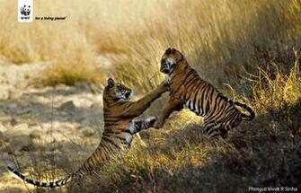 Wwf Wallpaper Galleryhip The Hippest Pics