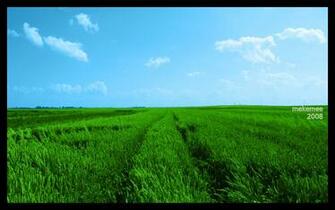 Green Fields Wallpaper Mobile