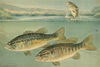 Largemouth Bass Wallpaper Wall Mural Self Adhesive Multiple Sizes