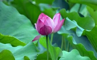 Lotus HD Desktop Wallpaper Series I Plant