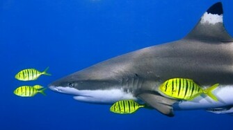 Ocean Life Wallpaper High Definition