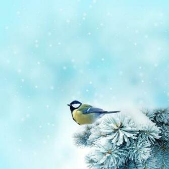 Snow Bird
