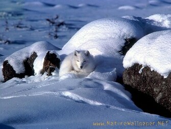Arctic Fox Animal Wallpaper Urban Art