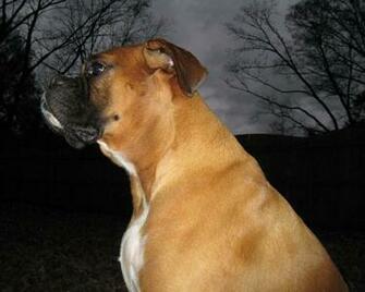 Cute Boxer Boxers Wallpaper