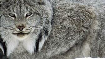 Canadian Lynx Drawing HD Wallpaper Background Image