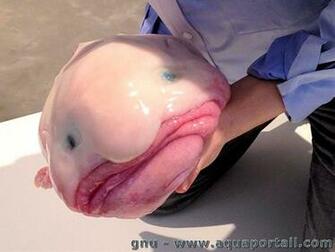 Make Blobfish A Meme Again