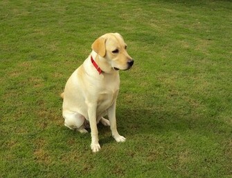 Yellow Labrador Retriever