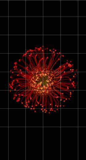 Black Red Flower Borders Shelf Wallpaper Sc iPhone7plus