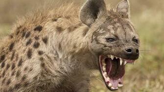 Hyena Wallpaper And Background Image Id