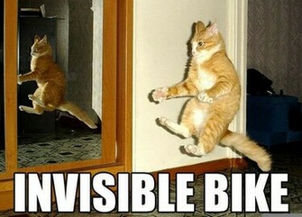 Cool Funny Lol Cats Wallpaper Lolcats N Pictures Of I Can