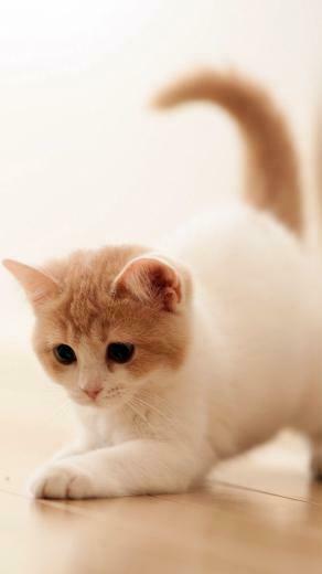 iPhone Wallpaper HD Cute Cat Pics Background