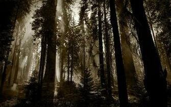 HD Dark Woods Bacgrounds Net