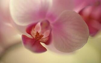 Orchid Wallpaper