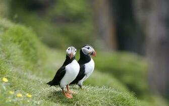 Puffins Beautiful Birds Wallpaper HD For Desktop High Quality