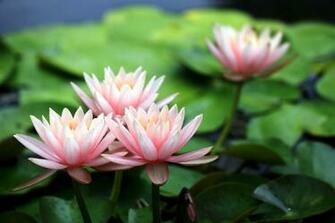 Pink Water Lily Lilies Flowers Petals Wallpaper Background