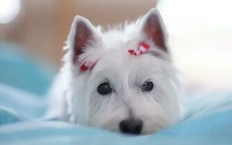 West Highland Terrier HD Wallpaper