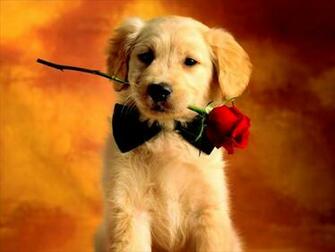 Should I Get My Dog Neutered Housemydog