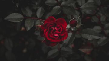 Black Rose Aesthetic Wallpaper On