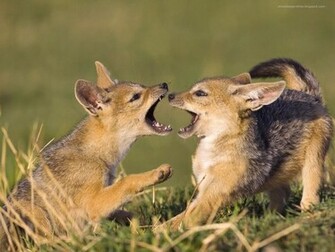 Animals Wildlife Wallpaper Galleries