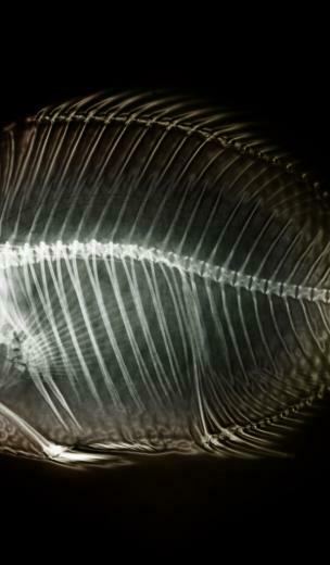 Desktop Background Wallpaper Creative X Ray Fish