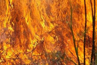Forest Fire Flames Orange Hot Wallpaper
