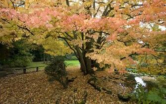 Autumn Wallpaper Widescreen HD