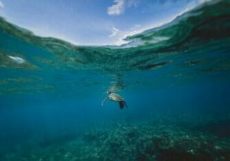 Honu Pictures Image