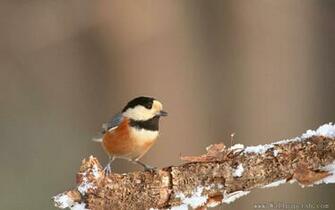 Wallpaper A Bird In Winter