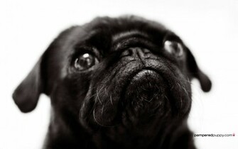 Beautiful Pug Pugs Wallpaper