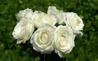 White Rose Wallpaper Desktopwallpaper