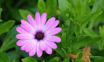 Wallpaper Cape Marigold Background