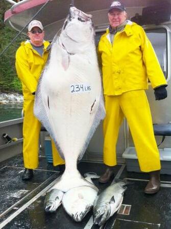 Halibut Wallpaper High Quality