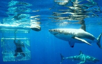 Shark Wallpaper HD Pictures Animal