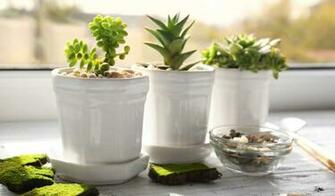 Houseplants Don T Just Treat Them Like Wallpaper Clean My Space