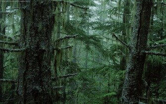Wallpaper Db Rainforest HD