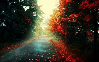 Amazing Fall Road Wallpaper