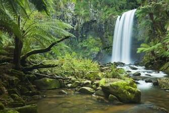 Jungle Forest Wallpaper