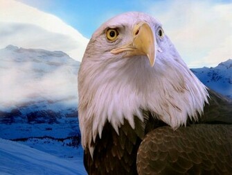 The Beautiful Eagle Wallpaper Top Desktop No
