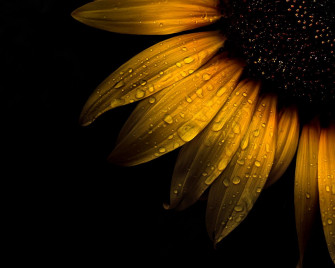Black Sunflower Wallpaper On